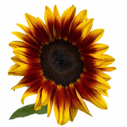 Sunflower Ring Of Fire cramer