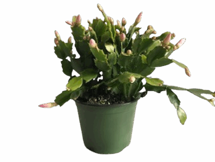 6" BLOOMING CHRISTMAS CACTUS