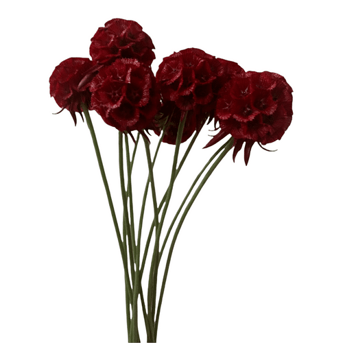 53b928e3-8659-429e-b51f-9bc19f8bd271.png Scabiosa Stellata Tinted Red m - Image 1
