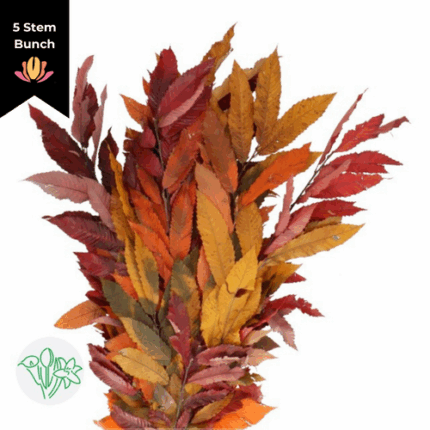 Dried Castanea Mixed holl