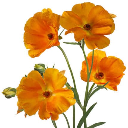 Ranunculus Butterfly Charis ch