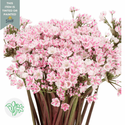 Allium Dyed Pink holl