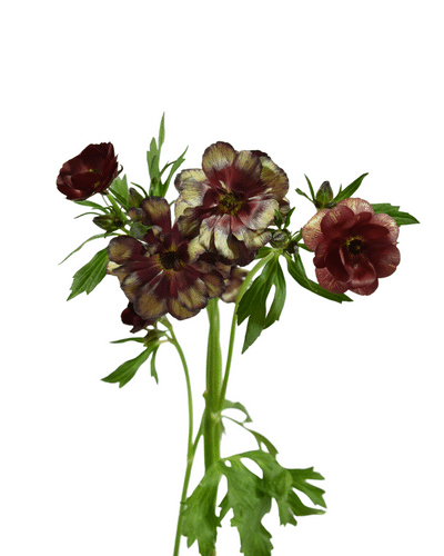 Ranunculus Butterfly Magical Chocolate holex