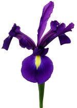 Iris hong kong misty(purple)