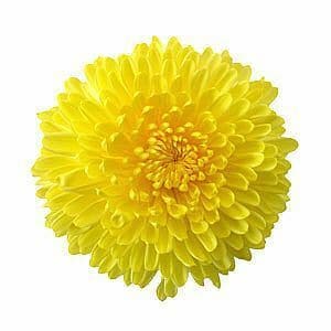 Mum Disbud Ball Yellow gdns(5st)