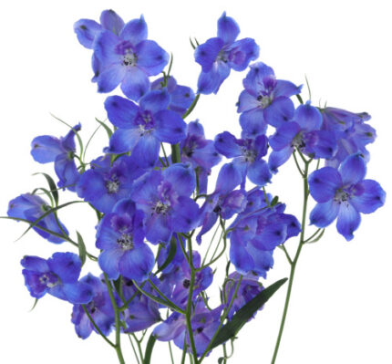 Delph Spray Blue 60cm golden