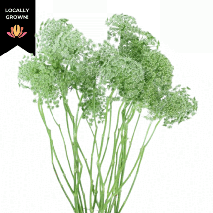 Lace Ammi Visagna cramer