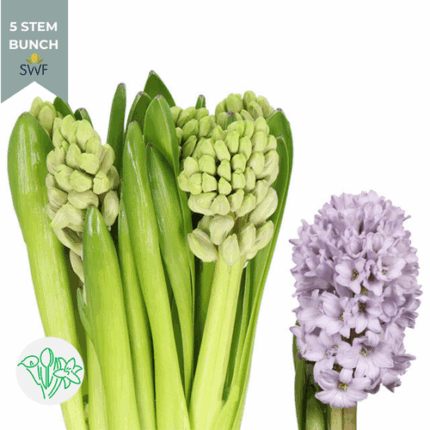 Hyacinth Lavender holl