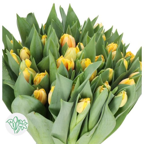 543f4a91-d431-40fa-9732-5a3e6e8c81df.jpg Tulip Salmon Dbl holl - Image 1
