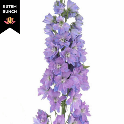 Del Lavender Elatum 110cm vall