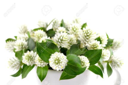 Gomphrena White mccreight