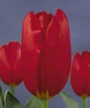 Tulip French Kingsblood holl