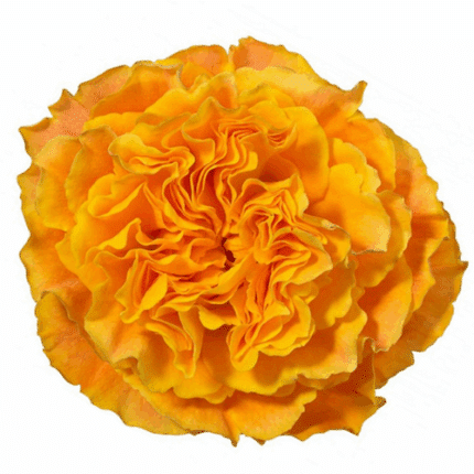 Rose Org Reeva 40cm naranjo