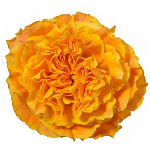 54593966-fa08-420f-9942-c9e90bcc8b7a.png Rose Org Reeva 40cm naranjo - Image 1