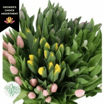 Tulip Easter Asst(16case)holl