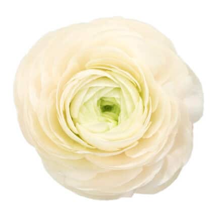 Ranunculus Cloony Commedia hol