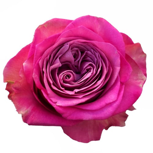 54790404-18ec-4d49-a51c-2c0ade93ee53.jpg Rose Gdn Queen Crown holex - Image 1