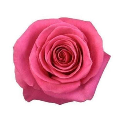Rose Pink Floyd 40cm (25stm) rprima