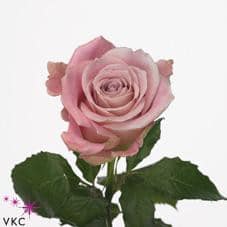 Rose Faith 50cm priv coll  rio