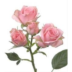 RoseSpray ClassicLydia rfi