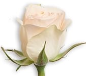 Rose Chablis 60cm rfi