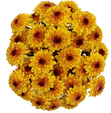 Pom Cushion Shortcake(bronze) gdns