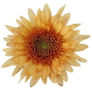 Mum Cremon Lt Bronze galleria