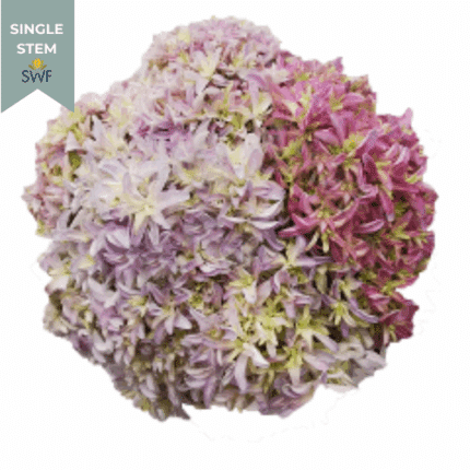 Hydrangea Japanese sup sel rfi