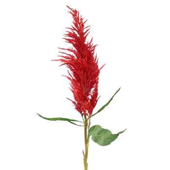 Celosia Pl Century Red holl