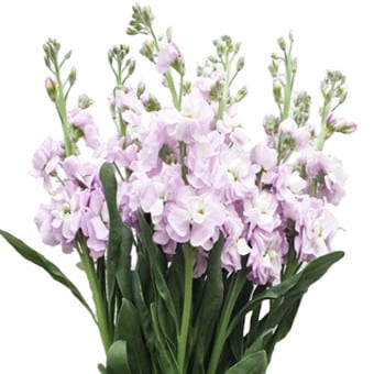 Stock Blush hendricks
