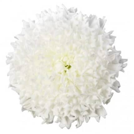 Mum Disbud Einstein fresca