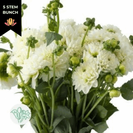 Dahlia White holex(5st)