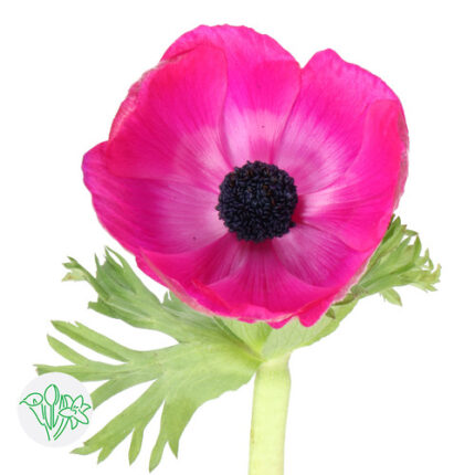 Anemonie Pink rio