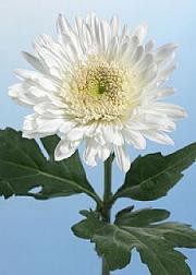 Cremons white sole