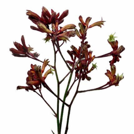 Kangaroo Paws Burg bella