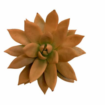 Succulent Painted Org holl(STE