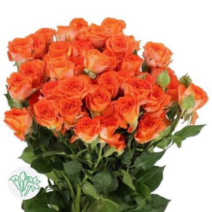 RoseSpray Ariya holl(org)