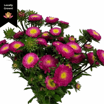 Aster Matsu HotPink hendricks