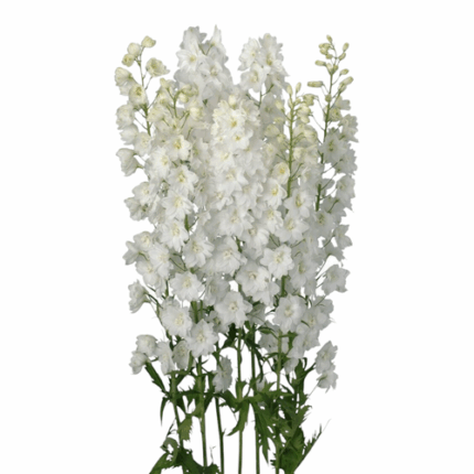 Delph White bella