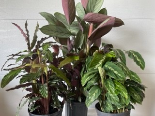 8" Calathea Assortment