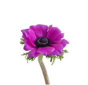 Anemonie Rose aviv