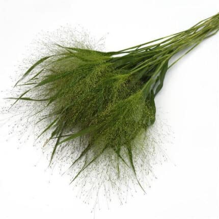 Grass Silver Feather camflor - GRA SILV FEA