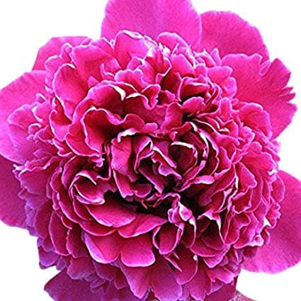 Peony Felix Supreme holex