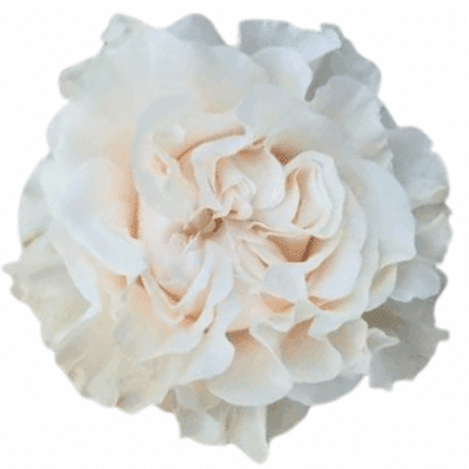 Rose Cotton Xpression 60cm rpr