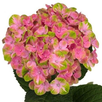 Hydrangea Magical Coral Pink h