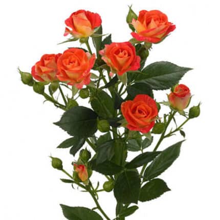 RoseSpray FiestaBublles holl o