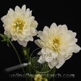 DAHLIA white mellano