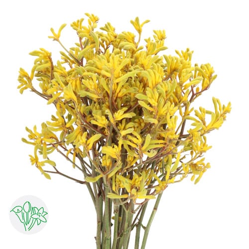 557e9446-ba85-4f93-83c5-6d410265c2d7.jpg Kpaws Bush Down holl yellow - Image 1