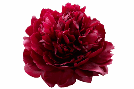 Peony Red Sarah Bernhard holex