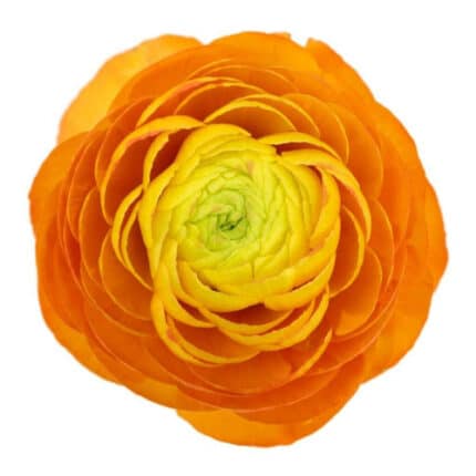 Ranunculus Cloony Fiesta holl